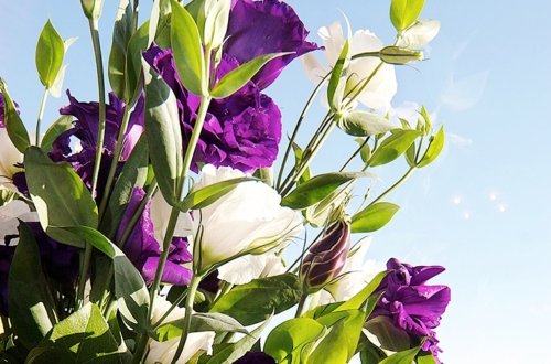 Caroline Cellars Wedding J&E 2010