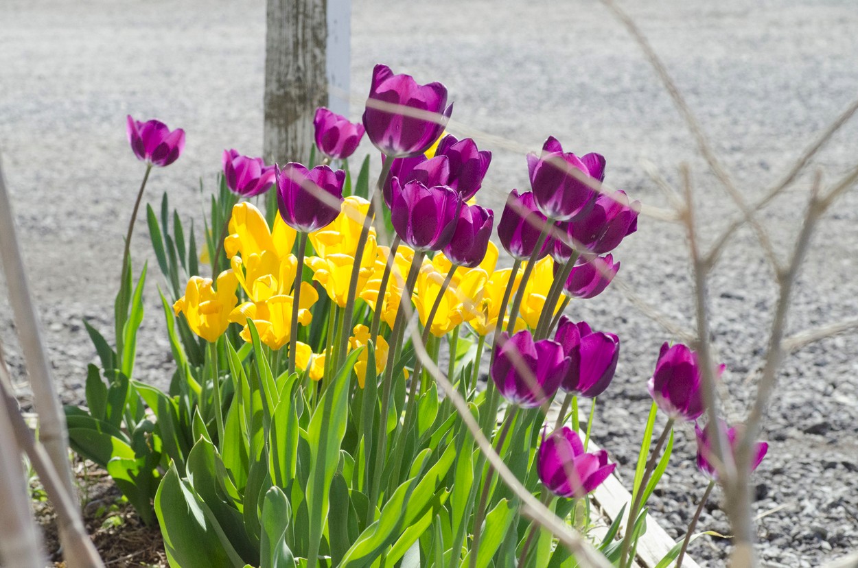 tulips