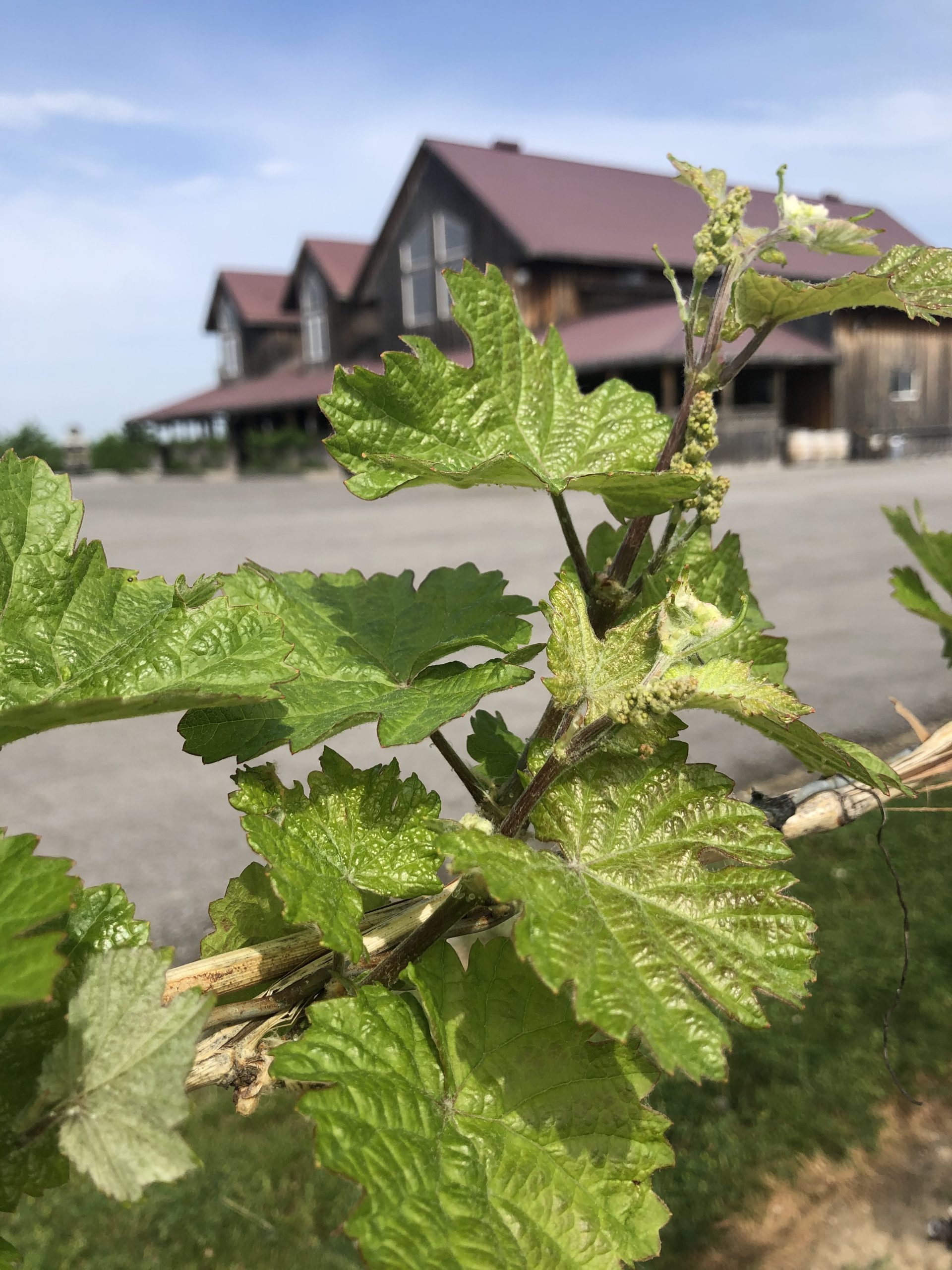 June 11th Re-Opening for Wine Tasting and Lunch!